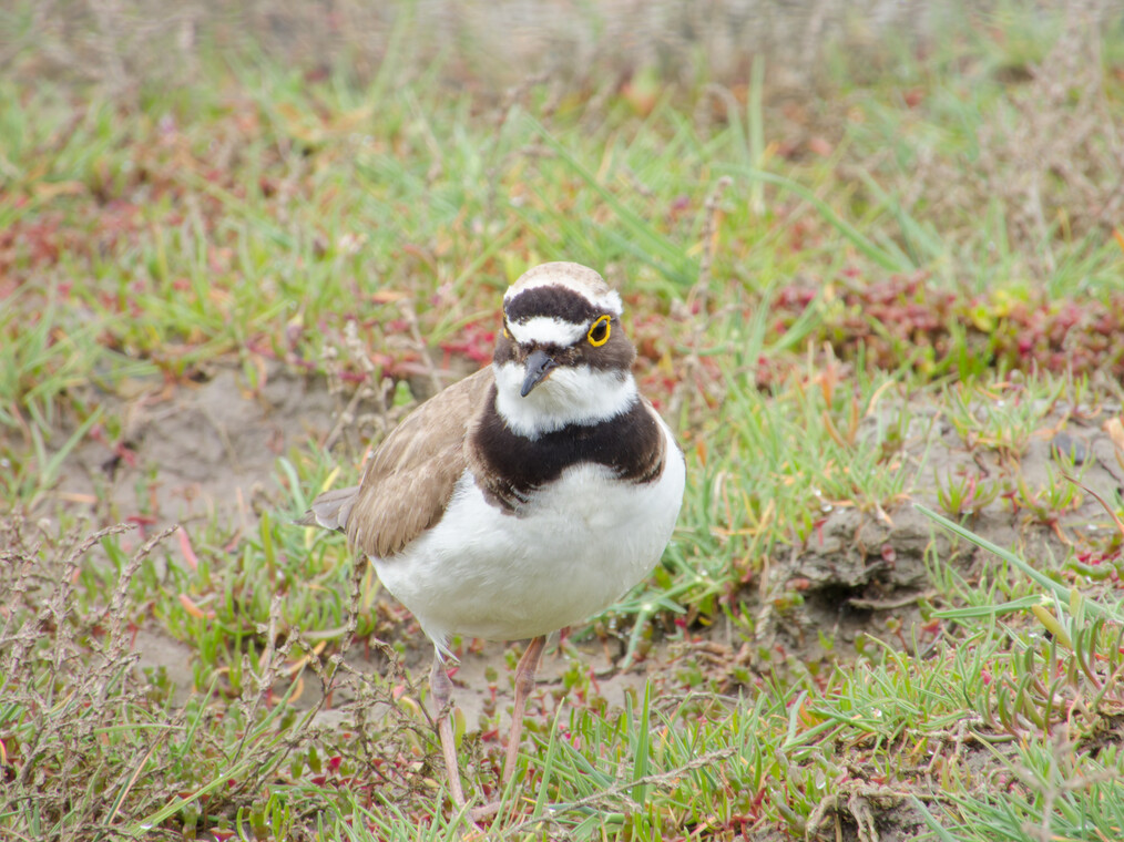 Little Ringed Plover